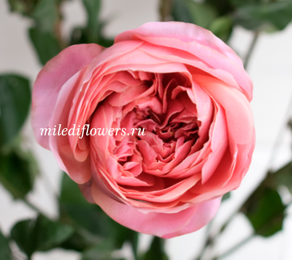 Роза пионовидная Romantic Antique